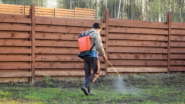  A person sprays pesticides on their lawn. This is a common vector of glyphosate exposure. 