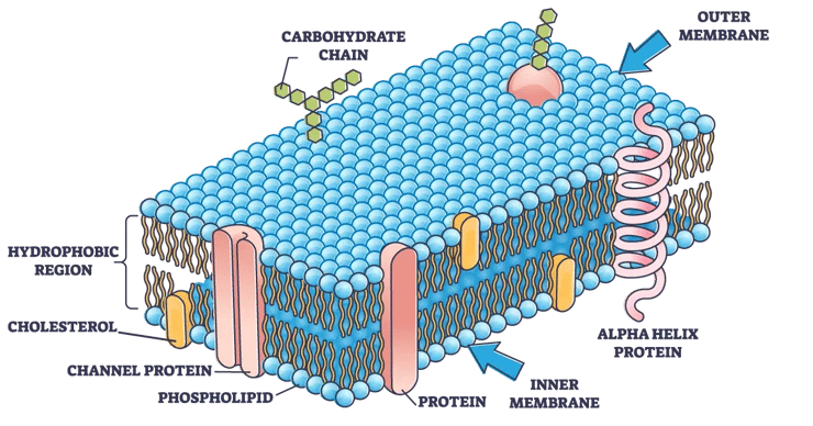 Short Chain Fatty Acids Mid Blog-1