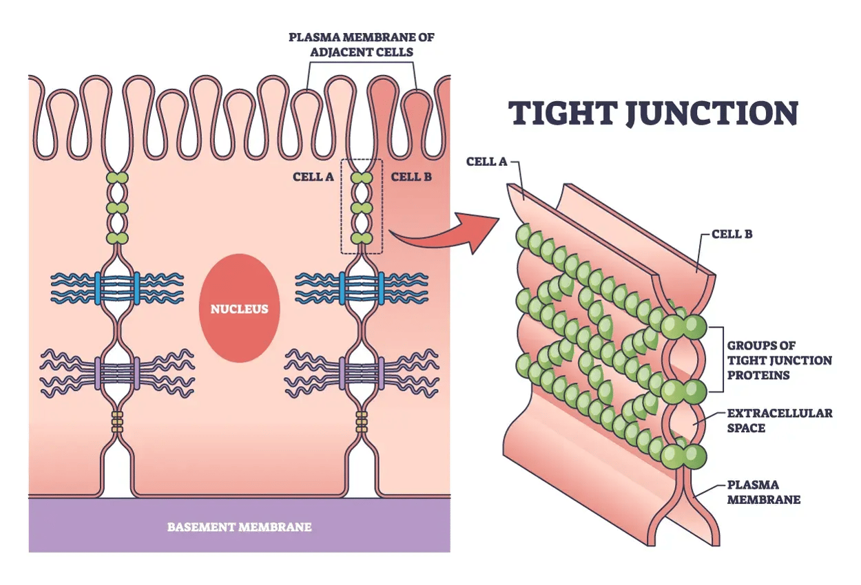 Tight Junctions Illustration